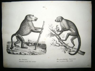 Schinz: 1820's Antique Print, Monkeys, Baboon, Plate 4.