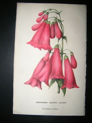 Botanical Print: 1845 Pentstemon Gigantea Elegans