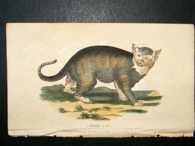 Japan Cat: 1800 Hand Colored Print
