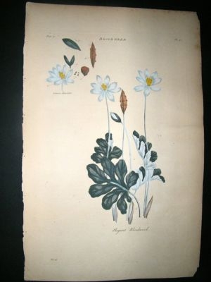 Hill: C1760 Folio Botanical. Bloodweed. Hand Col