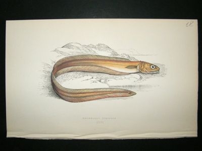 Fish Print: 1869 Drummond's Echiodon, Couch