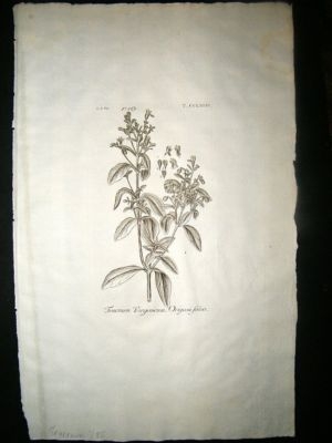 Dillenius 1774 Folio Botanical Print. Teucruim 285