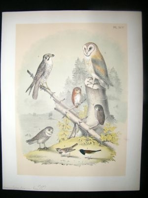 Studer 1881 Folio Bird Print. American & Pygmy Owl, Lanier
