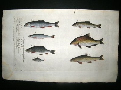 Willughby & Ray 1686 Folio Hand Col Fish Print. Carp. Willoughby