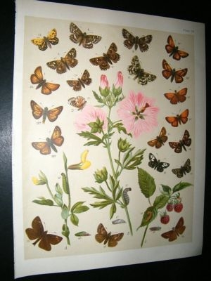 Kirby 1907 Hesperiidae Butterflies 16. Antique Print