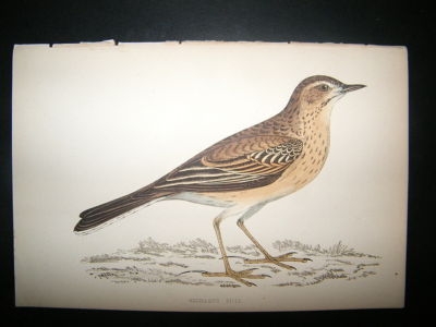 Bird Print: 1867 Richard's Pipit, Morris Hand Col
