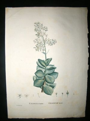 Redoute: 1800s Botanical Print. Crussula Lactea. HC