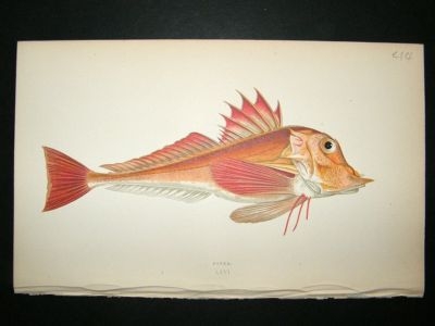 Fish Print: 1869 Piper, Couch