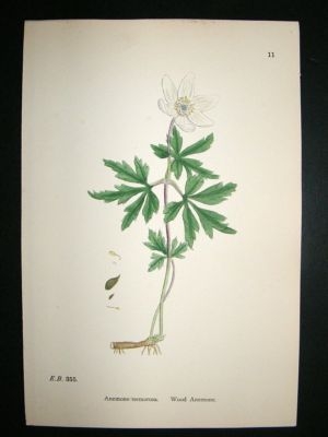 Botanical Print 1899 Wood Anemone, Sowerby Hand Col #11