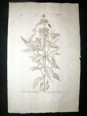 Dillenius 1774 Folio Botanical Print. Clinopodium 74