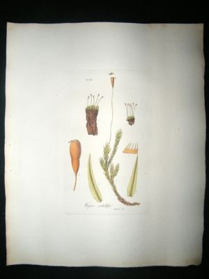 Botanical Print: 1818 Mosses, Weissia Mielichoferi, Hoo