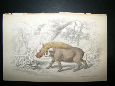 Aelians's Phascocochoeres Boer Hog: C1840 HC, Jardine