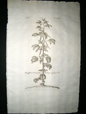 Dillenius 1774 Folio Botanical Print. Sinapistram 266