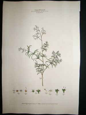 Miller: 1770's Galenia, Folio hand col botanical print