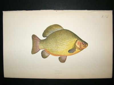Fish Print: 1869 Crucian Carp, Couch