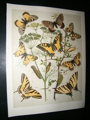 Kirby 1907 Papilionidae Butterflies 2. Antique Print