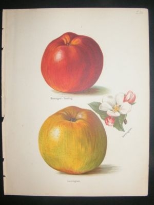Fruit Print: 1890's Sandringham Apple, etc. Wright