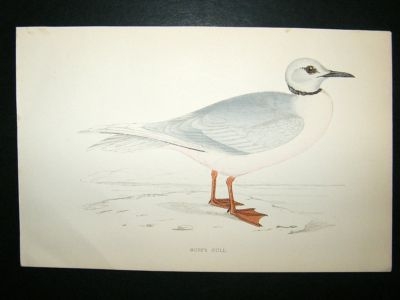Bird Print: 1867 Ross's Gull, Morris, hand coloured