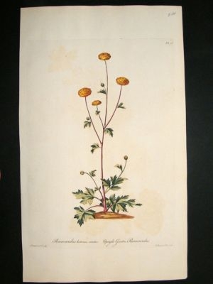 John Edwards: 1770 Folio h/col botanical. Yellow Tansey