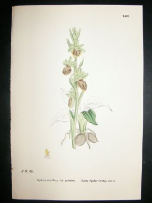 Botanical Print 1899 Early Spider Orchis Orchid, Sowerb