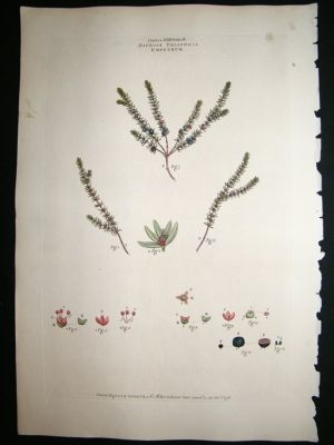 Miller: 1770's Empetrum, Folio hand col botanical print