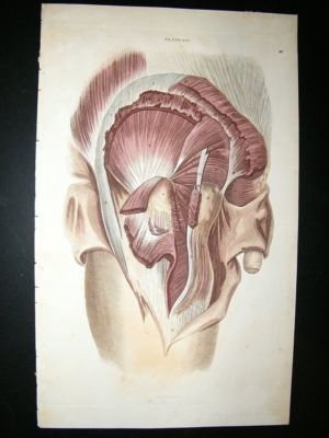 Anatomy Print 1826 Male Side Profile, Folio Hand Col.