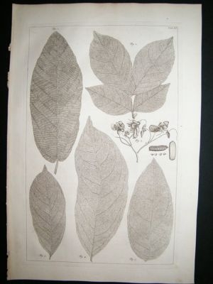 Seba & Tanje: c1750, plate 6, Folio botanical print