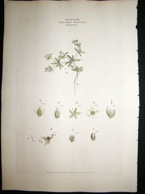 Miller: 1770's Mollugo, Folio hand col botanical print
