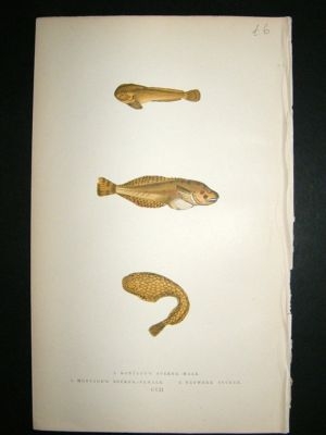 Fish Print: 1869 Montagu's Suckers, etc, Couch