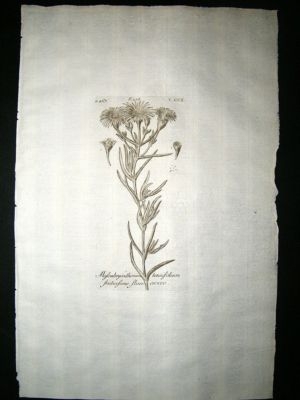 Dillenius 1774 Folio Botanical Print. Mesembryanthemum 202