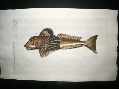 Willughby & Ray 1686 Folio Hand Col Fish Print. Gurnard