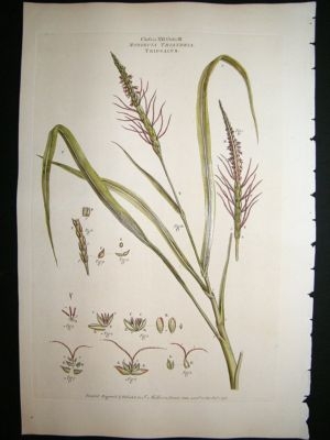 Miller: 1770's Tripsacum, Folio hand col botanical prin