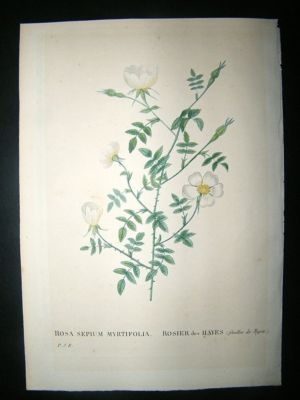 Redoute: C1820s Botanical. Rosier des Hayes Rose HC