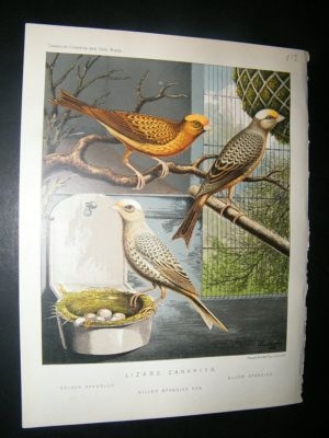 Bird Print 1880 Lizard Canaries, Cassell