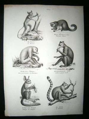 Schinz: 1820's Antique Print, Primates, Galago, Pukan e