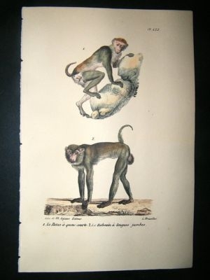 Buffon: 1830 Hand Coloured Print. Patas Monkey, Baboon,