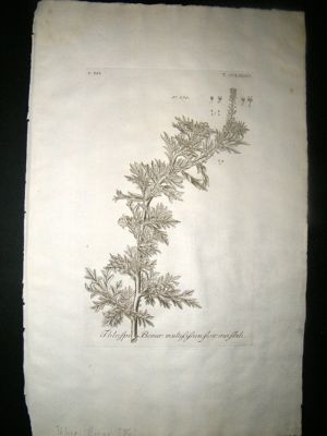 Dillenius 1774 Folio Botanical Print. Thlaspi Bonar 286