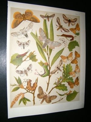 Kirby 1907 Saturniidae, Emperors, Hook Tips etc Moths 31. Antique Print