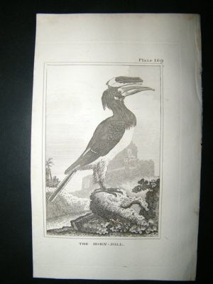 Bird Print: 1812 Horn Bill, Buffon, Antique