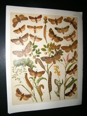 Kirby 1907 Agrotidae, Dart Moths etc 35. Antique Print