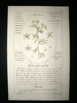 Sheldrake: 1759 Medical Botany. Wild Rue. Hand Col Antique Print