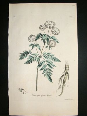 John Edwards: 1770 folio h/col' botanical. Greater Heml