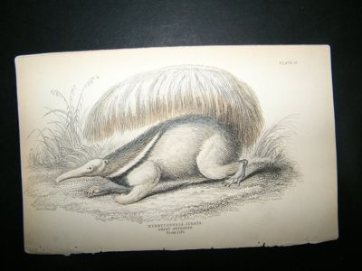 Great Anteater: C1840 Hand Col Print, Jardine