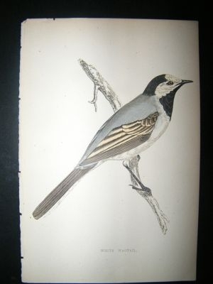 Bird Print: 1867 White Wagtail, Morris Hand Col