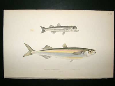Fish Print: 1869 Boier's Atherine & Atherine, Couch