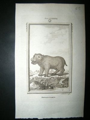 Buffon: 1785 Hippotamus Hippo, Antique Print