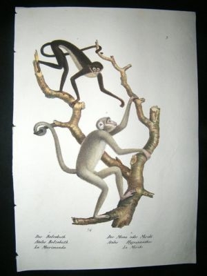 Schinz: 1820's Hand Coloured Print, Monkeys, Plate 7.