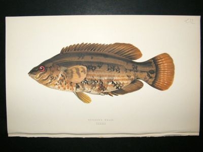 Fish Print: 1869 Baillon's Wrass, Couch
