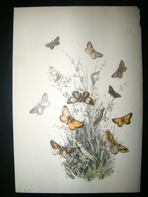 Moth Print: 1860 Plate 31, Humphreys, Hand Col