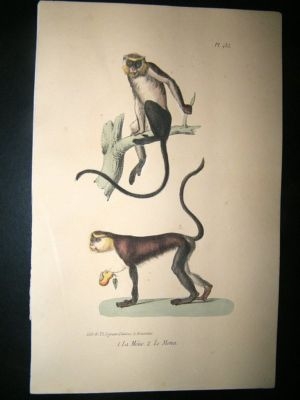 Buffon: 1830 Hand Coloured Print. Monkeys Plate 452.
